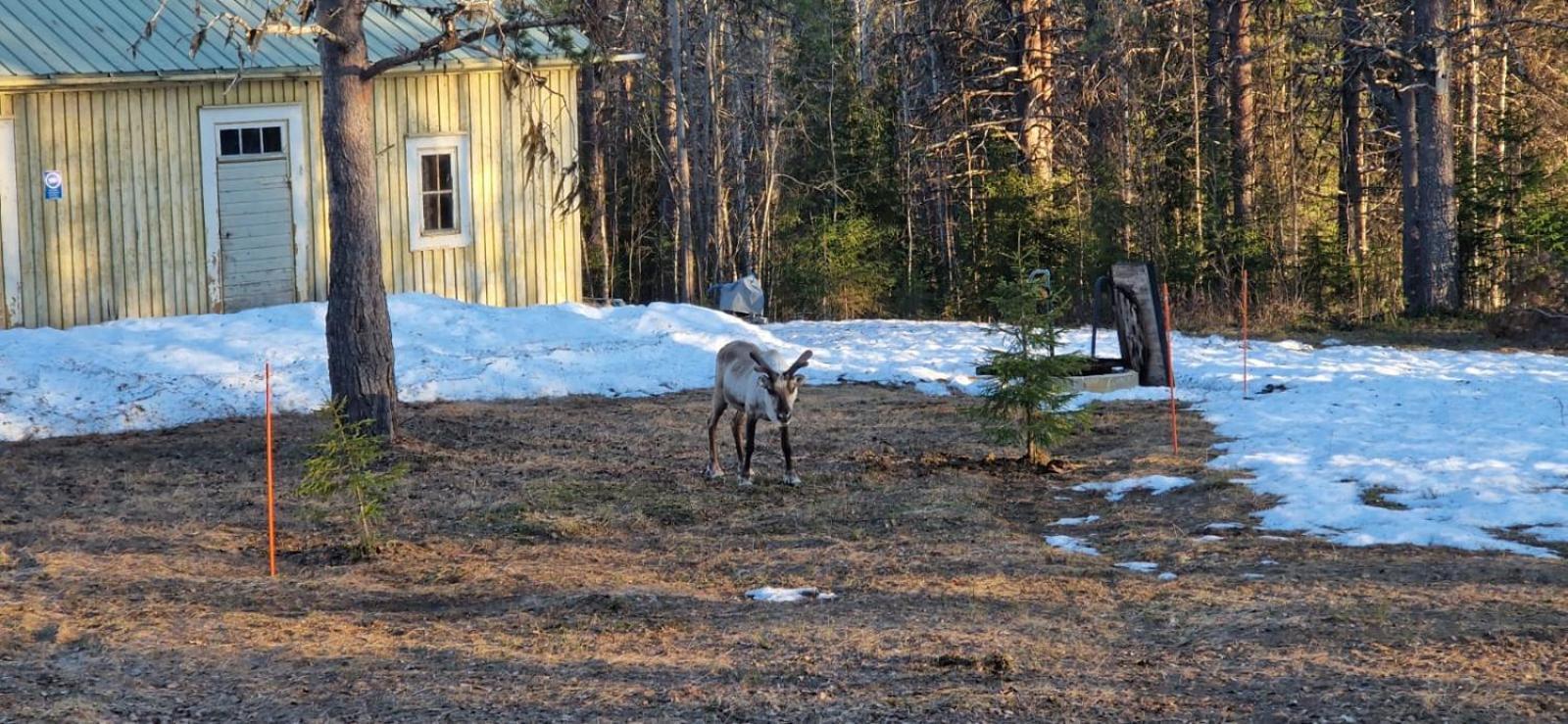 Hotel Lapland Old School Muonio Esterno foto